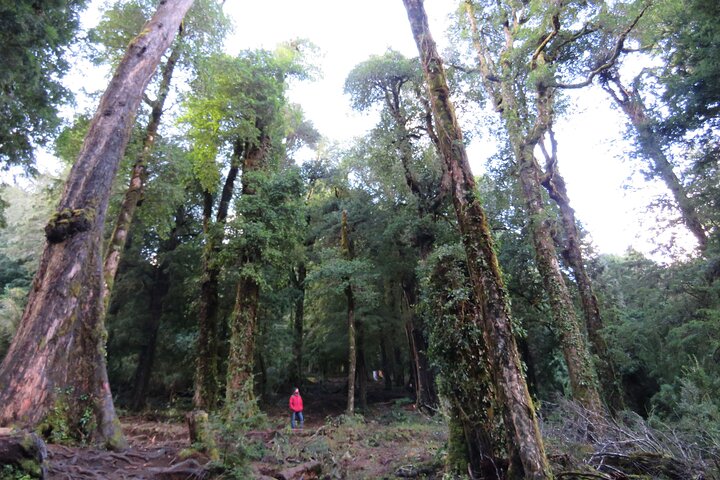 Trekking Huerquehue