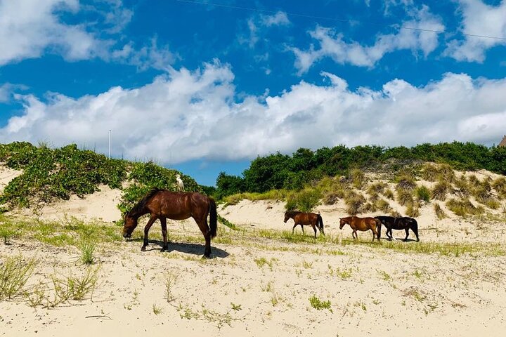 2-hour Outer Banks Wild Horse Tour by 4WD Truck