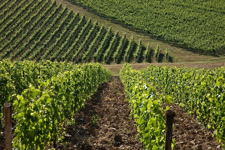 Organic Wine Tour&Tasting overlooking Chianti Classico Vineyards