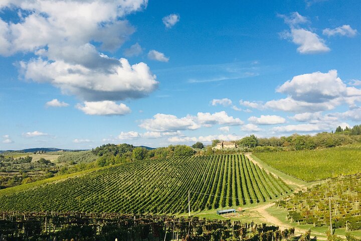 Organic Wine Tour&Tasting overlooking Chianti Classico Vineyards