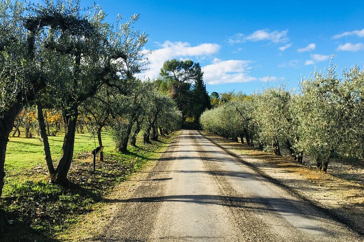 Organic Wine Tour&Tasting overlooking Chianti Classico Vineyards