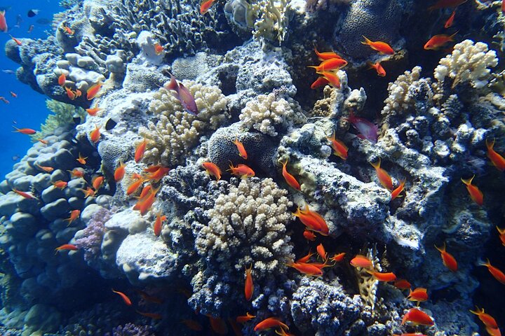 Sataya Dolphin House Snorkel Trip - Marsa Alam