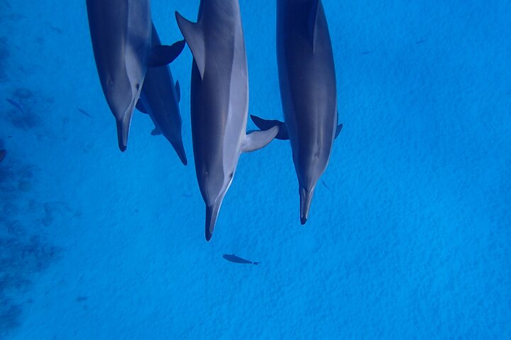 Sataya Dolphin House Snorkel Trip - Marsa Alam