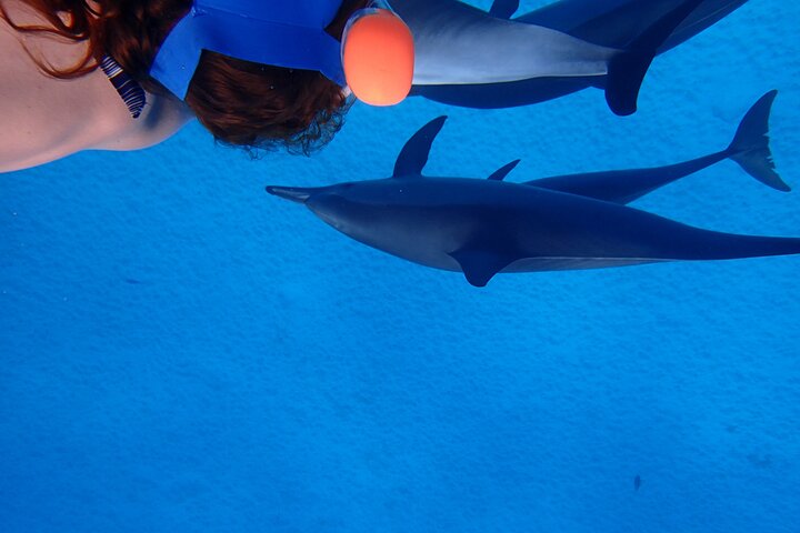 Sataya Dolphin House Snorkel Trip - Marsa Alam