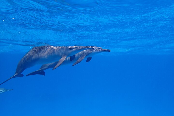 Sataya Dolphin House Snorkel Trip - Marsa Alam