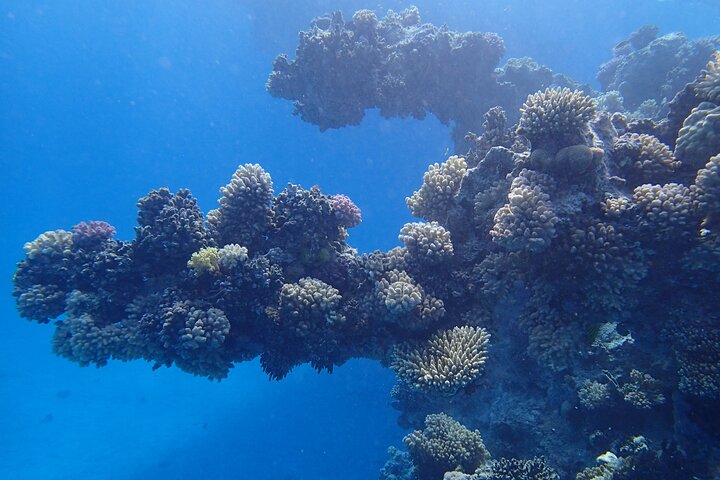 Sataya Dolphin House Snorkel Trip - Marsa Alam