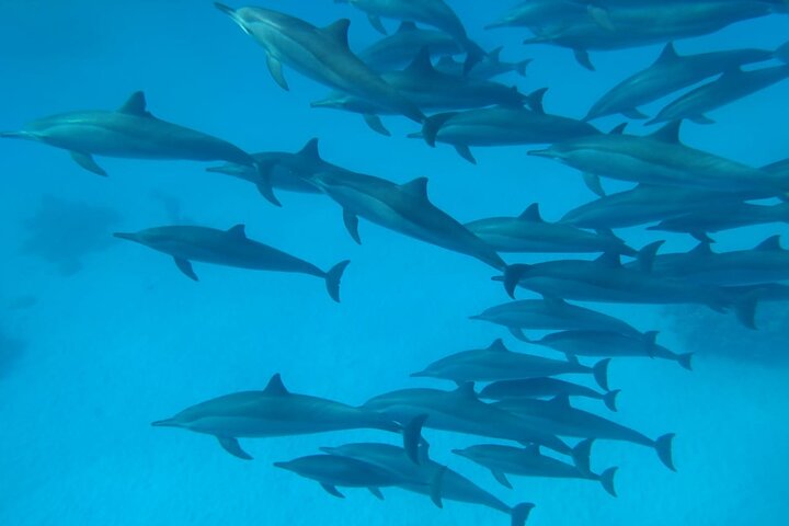 Sataya Dolphin House Snorkel Trip - Marsa Alam