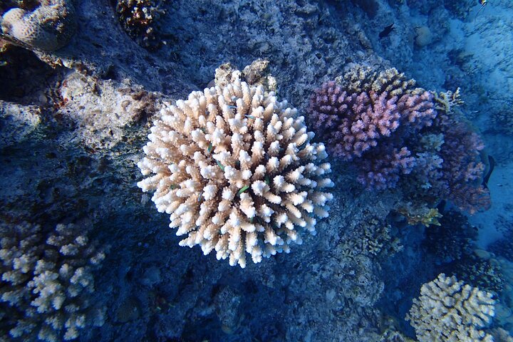 Sataya Dolphin House Snorkel Trip - Marsa Alam