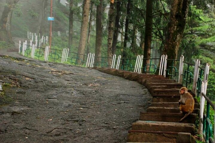 Private tour of Shimla city & Kufri