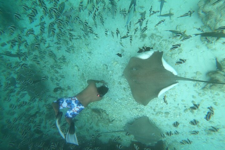 3 Point Snorkeling Safari