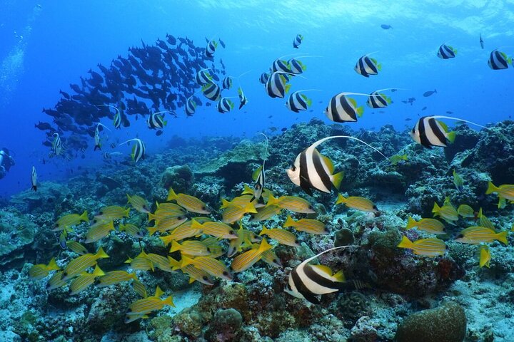 Sandbank Snorkeling and Sunset Cruise