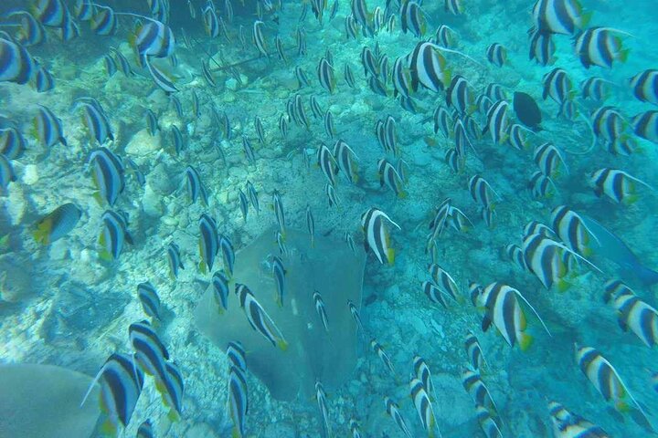 3 Point Snorkeling Safari