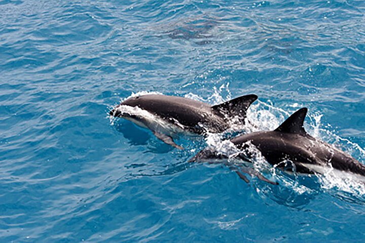Guaranteed Dolphin Sighting Tour on Tropics Boat Tours