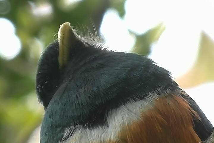 Monteverde Cloud Forest Guided Nature Walk with Expert Naturalist