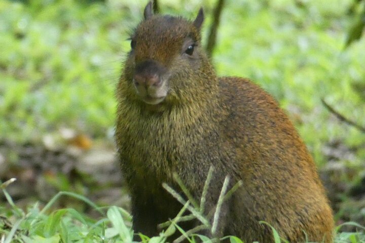 Monteverde Cloud Forest Guided Nature Walk with Expert Naturalist