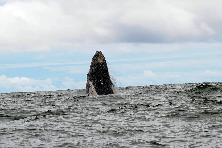 Bahía Málaga: Humpback Whale Watching in Cali - Colombia