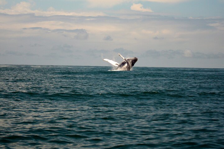 Bahía Málaga: Humpback Whale Watching in Cali - Colombia