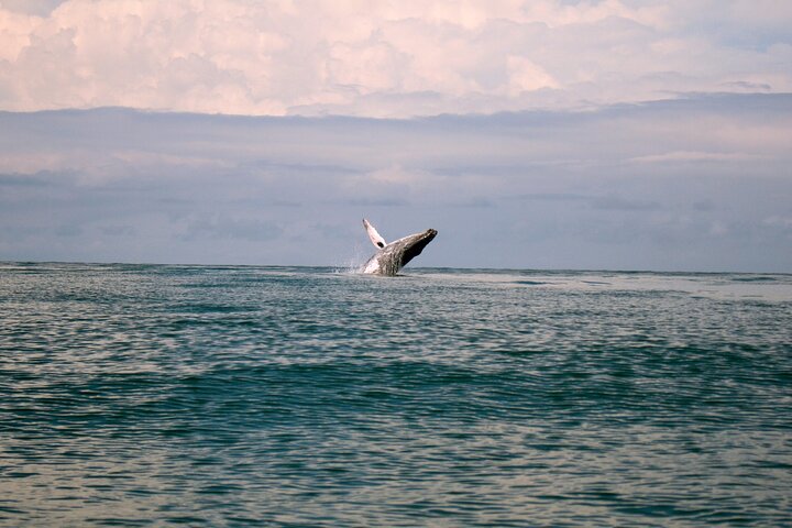 Bahía Málaga: Humpback Whale Watching in Cali - Colombia