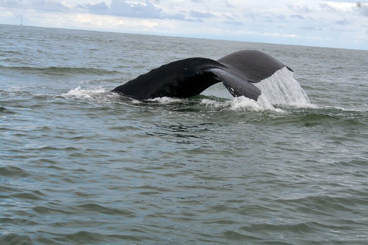 Bahía Málaga: Humpback Whale Watching in Cali - Colombia
