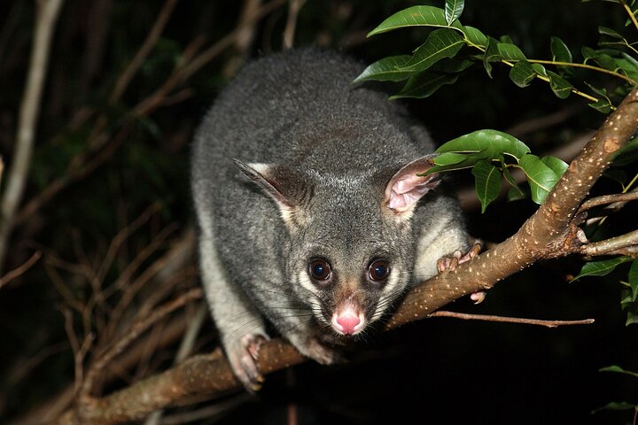 Small Group Kangaroo Island Evening and Night Tour