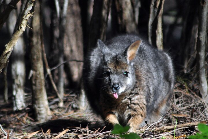 Small Group Kangaroo Island Evening and Night Tour