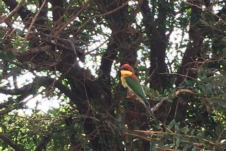 Full day Safari - Yala National Park - 04.30 am to 06.00 pm with - Janaka safari