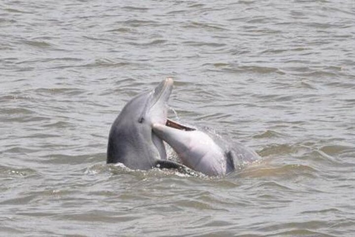 Jekyll Island Dolphin Tours