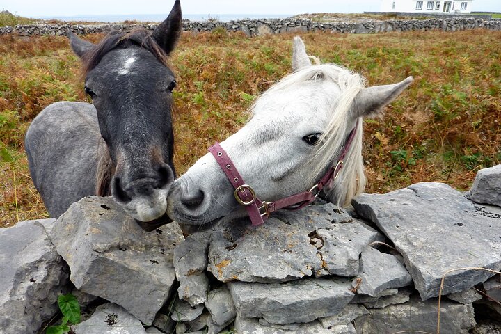 Electric biking on Inishmore island. Aran island. Self-guided. Full day.
