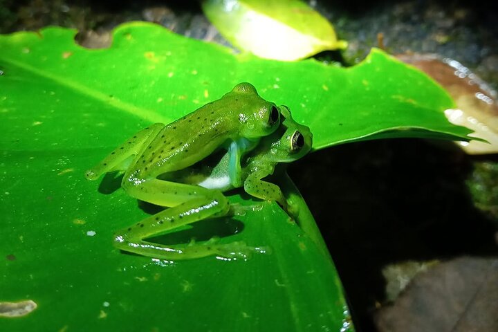 Monteverde Night Tour: Glass Frogs, lateralis, Sloths & Jungle