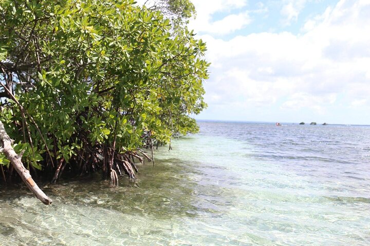 Small Day Cruise (Ilet caret, mangrove, coral reef