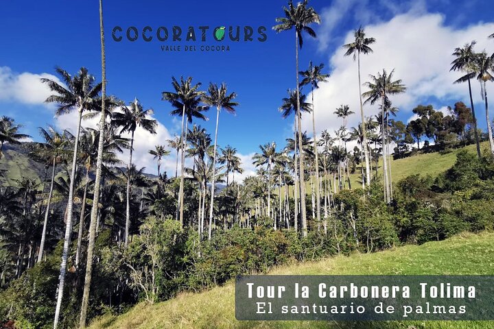 Tour La Carbonera. A large forest of Palmas de Cera