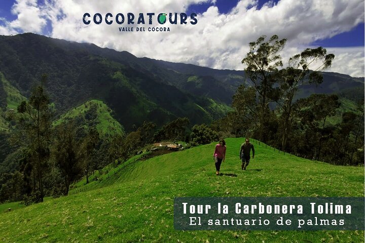 Tour La Carbonera. A large forest of Palmas de Cera