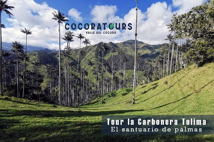 Tour La Carbonera. A large forest of Palmas de Cera