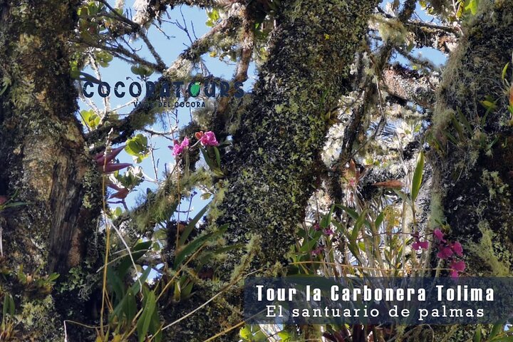 Tour La Carbonera. A large forest of Palmas de Cera