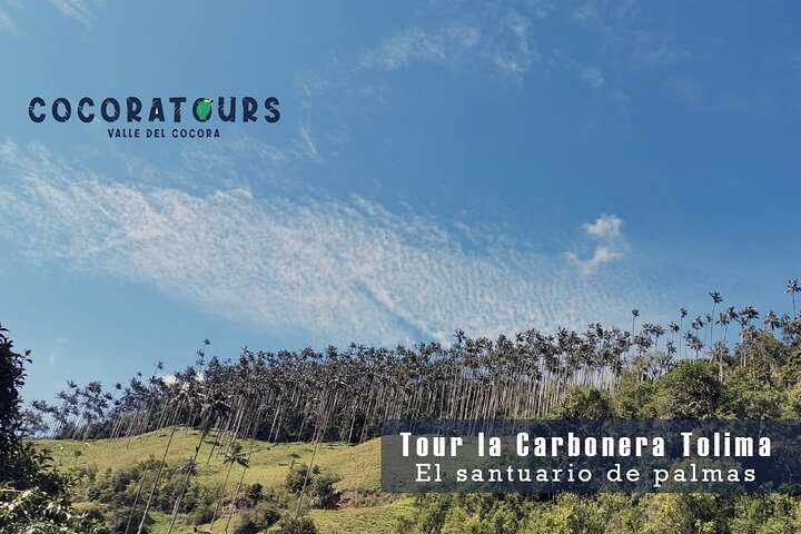 Tour La Carbonera. A large forest of Palmas de Cera