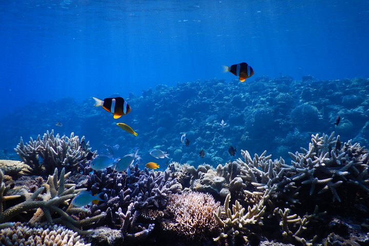 1day kayak tour in Kerama Islands and Zamami Island
