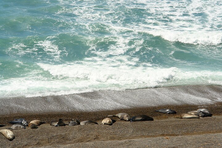 Exclusive Peninsula Valdes Nature & Wildlife for Cruise Guests