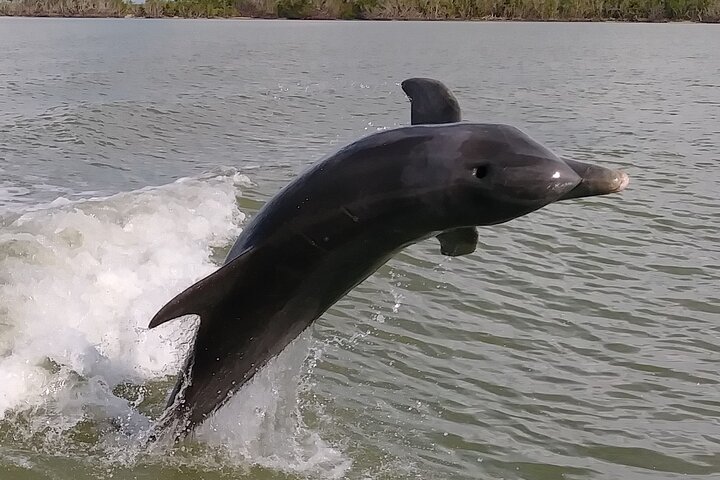 Everglades Small Group Guided Boating and Walking Expedition