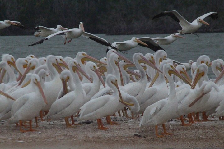 Everglades Small Group Guided Boating and Walking Expedition
