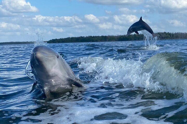 Everglades Small Group Guided Boating and Walking Expedition