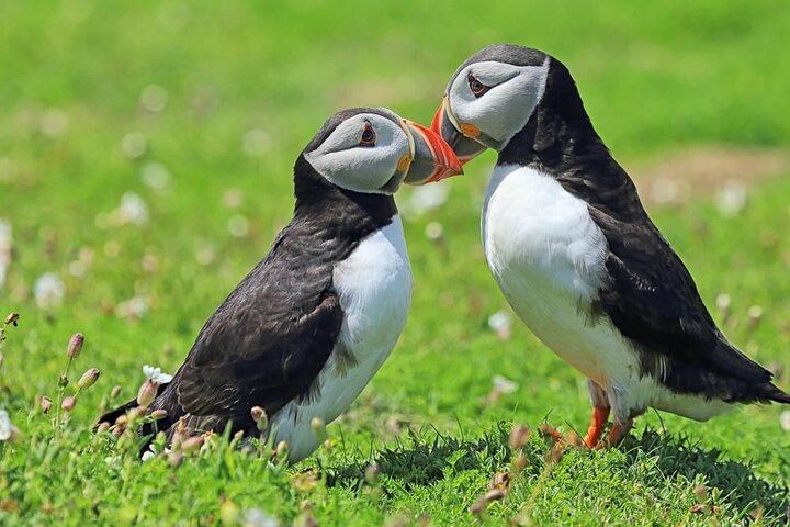 Puffin and Volcano Tour with Ebbi