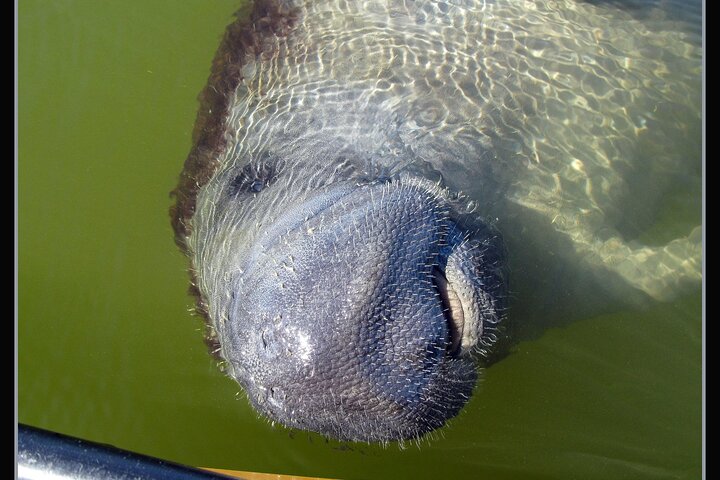 Small-Group Everglades Boating Kayaking and Walking Eco Tour