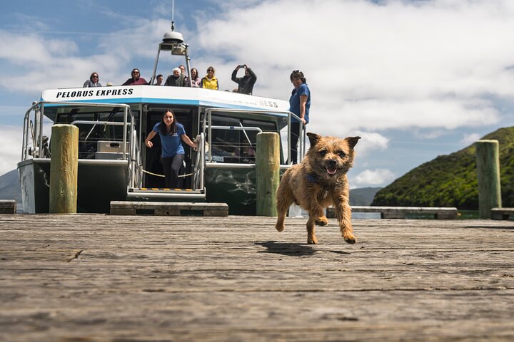 Full Day Iconic Mail Boat Cruise