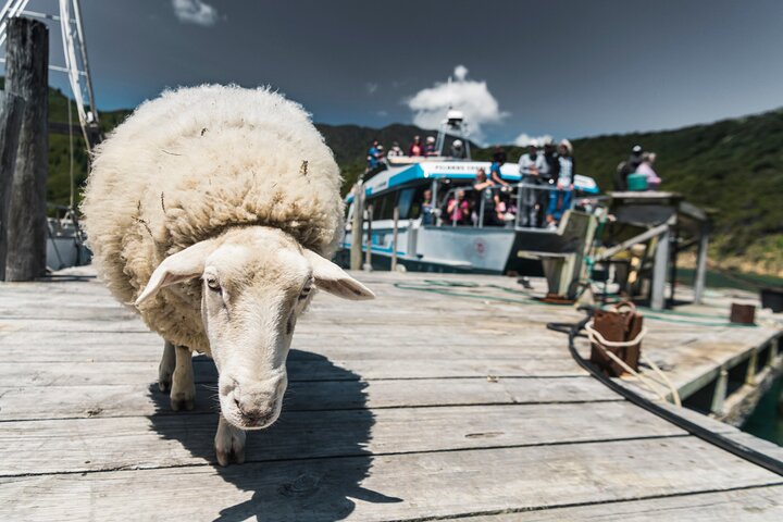 Full Day Iconic Mail Boat Cruise