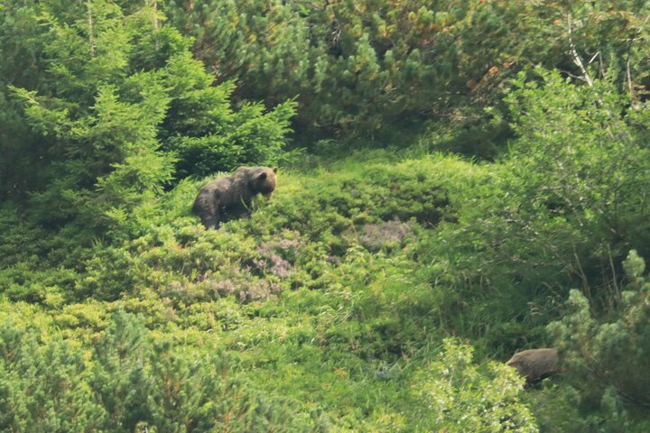 Bearwatching Hiking Day Tour in High Tatras from Poprad