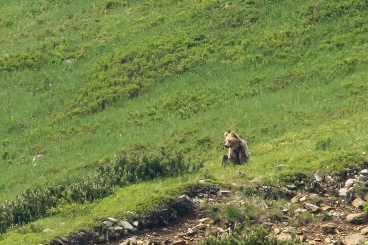 Bearwatching Hiking Day Tour in High Tatras from Poprad