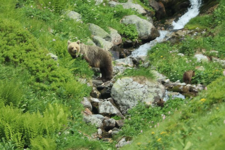 Bearwatching Hiking Day Tour in High Tatras from Poprad