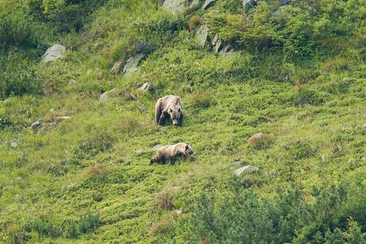 Bearwatching Hiking Day Tour in High Tatras from Poprad