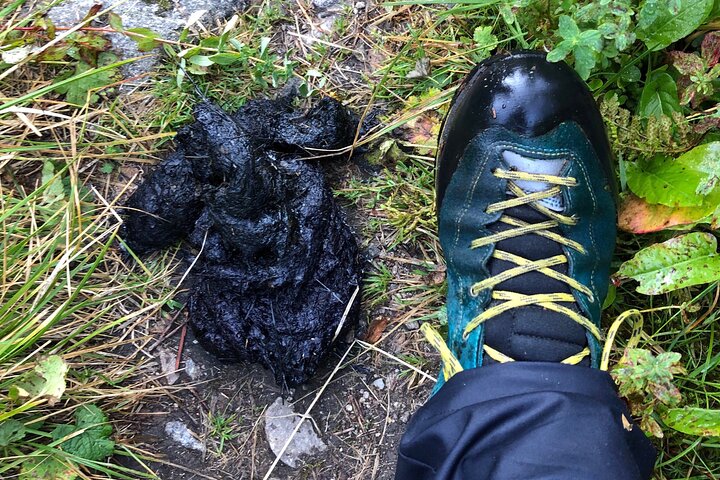 Bearwatching Hiking Day Tour in High Tatras from Poprad