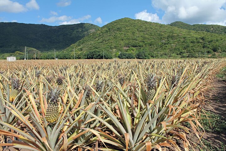 Antigua Round Island Tour